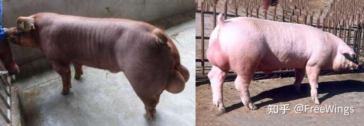 瘦肉型进口猪品种:landrace,duroc,pietrain,hampshire等,一般是白猪