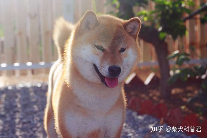 五个月大的柴犬怎么这么丑