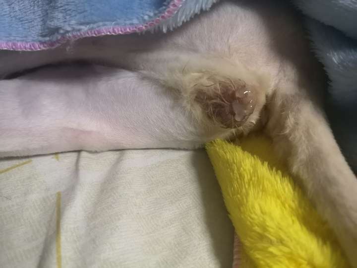 求公猫绝育后蛋蛋的图片?