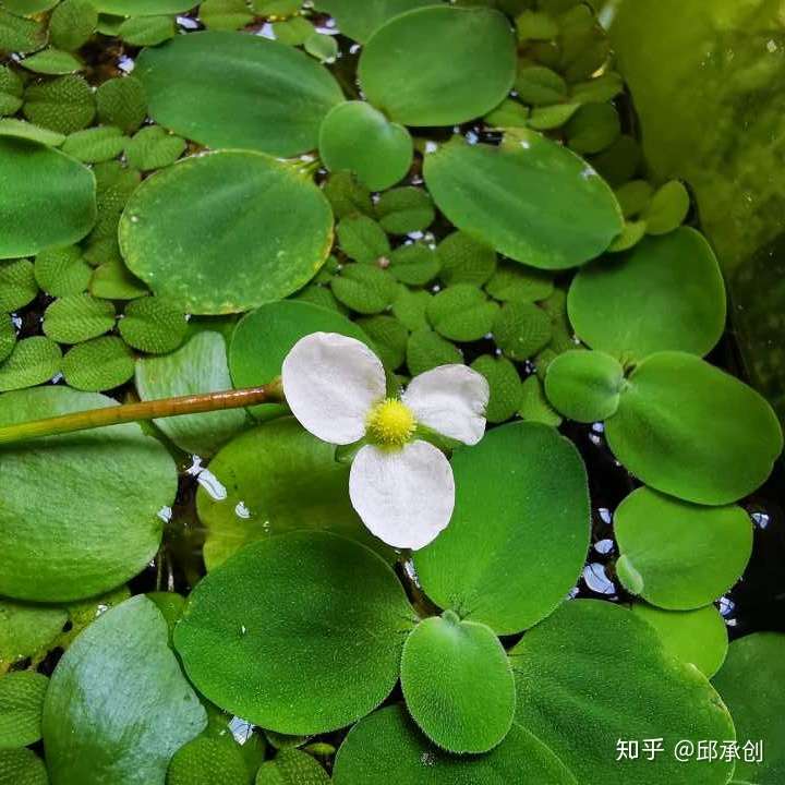 水草可以开花吗?