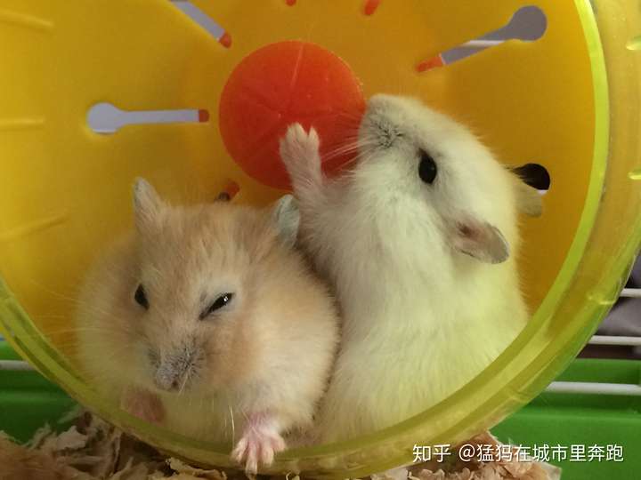 仓鼠认识主人吗?