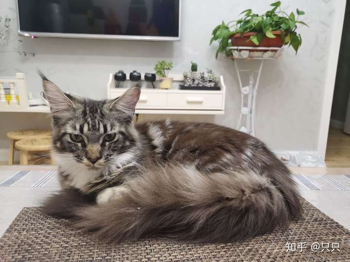 你们最喜欢缅因猫的那种花色?