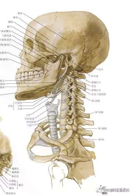 人体的颈椎是身体和头部重要的连接支撑,它由很多块独立的椎体搭建而