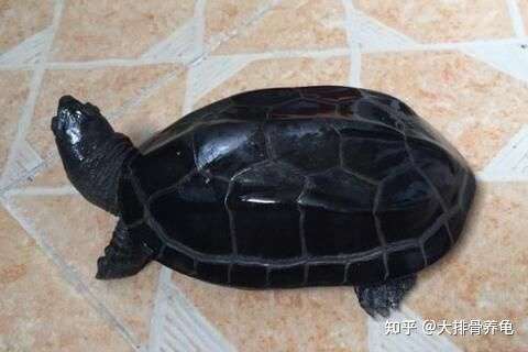 帮我鉴别一下是什么品种的乌龟?