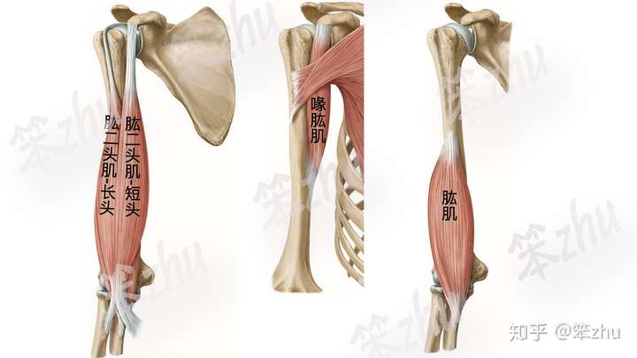 前面:肱二头肌,喙肱肌(内上),肱肌(内下)