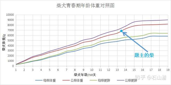 柴犬四个半月14斤是太胖了吗