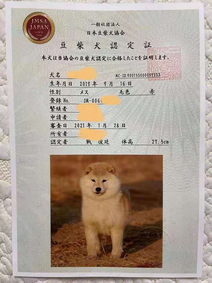 豆柴和标准柴犬哪个好