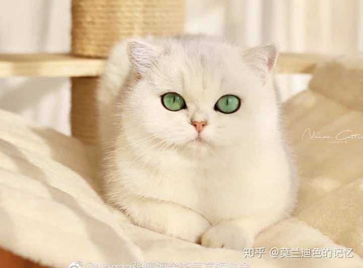 是银点还是银渐层呢?最后一张是父母?