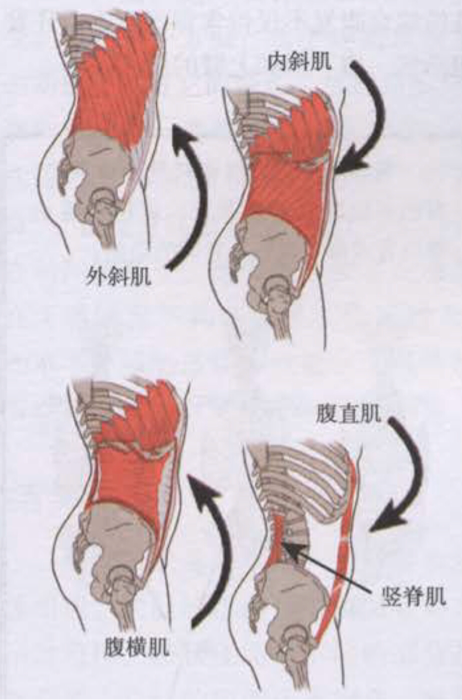 哪些运动可以锻炼腰背部肌肉,进而避免腰痛?