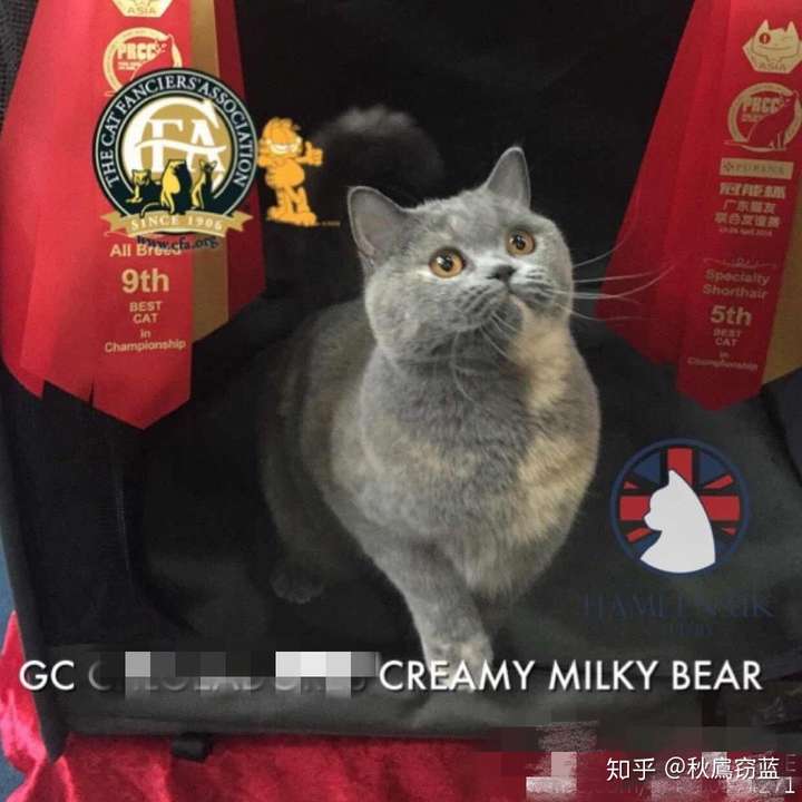 在猫舍那看中了一只猫,说是英短蓝乳色,请问有懂猫的吗,这只猫是英短