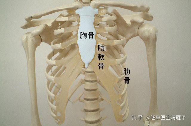 肋骨是完全钙化的骨质, 而软骨也就是脆骨,肋骨和肋软骨共同组成胸廓.