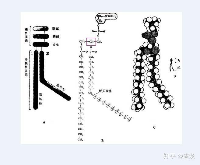 磷脂双分子层互为手性分子吗?