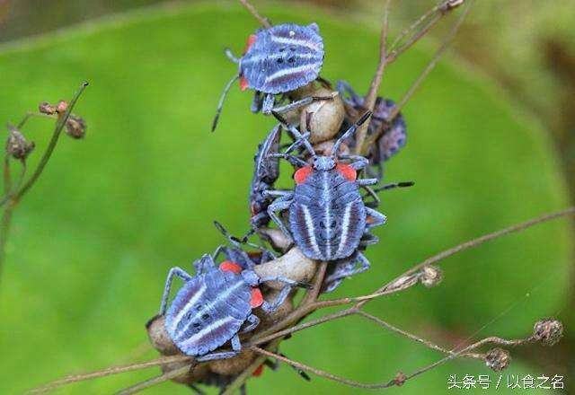 若虫形态的荔枝椿象