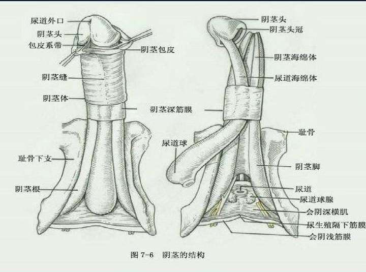 三根阴茎海绵体是勃起的估解剖基础上