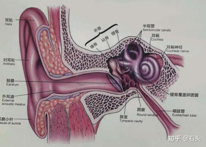 哈哈,耳屎是由外耳道耵聍腺分泌出的淡黄色粘稠液体遇空气干燥后形成
