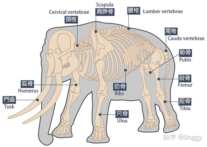 大象骨骼结构,图片来源:台北动物园