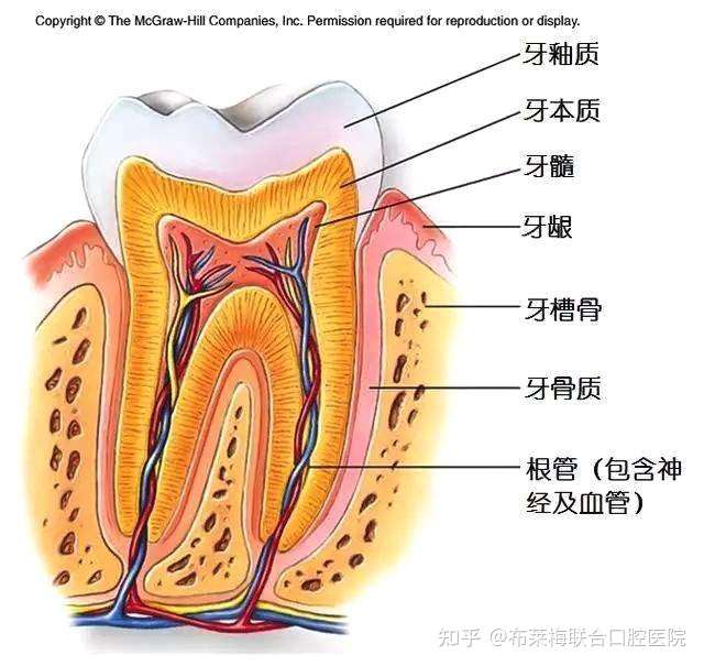 这张图基本是牙齿的结构图了