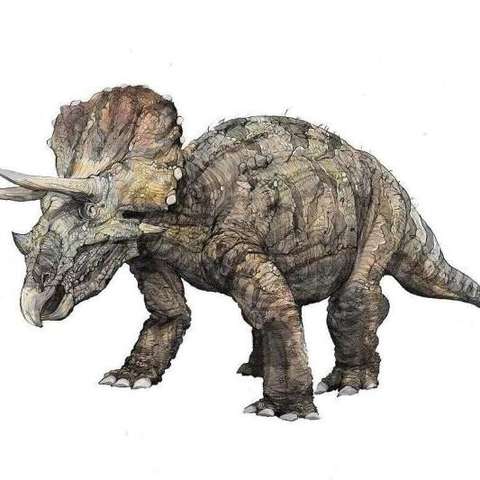 三角龙(属名:triceratops)亦称三觭龙,是鸟臀目角龙下目角龙科的一属