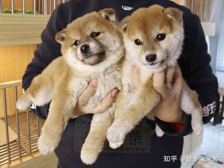 一只柴犬从小到大的变化会有多大?