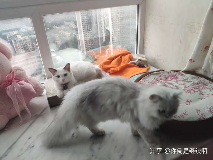 猫真的有杀死主人的意图吗?