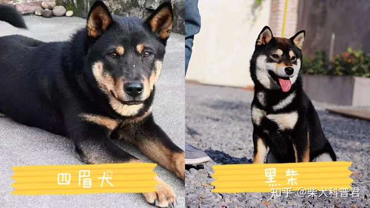 如何区分柴犬和四眉犬