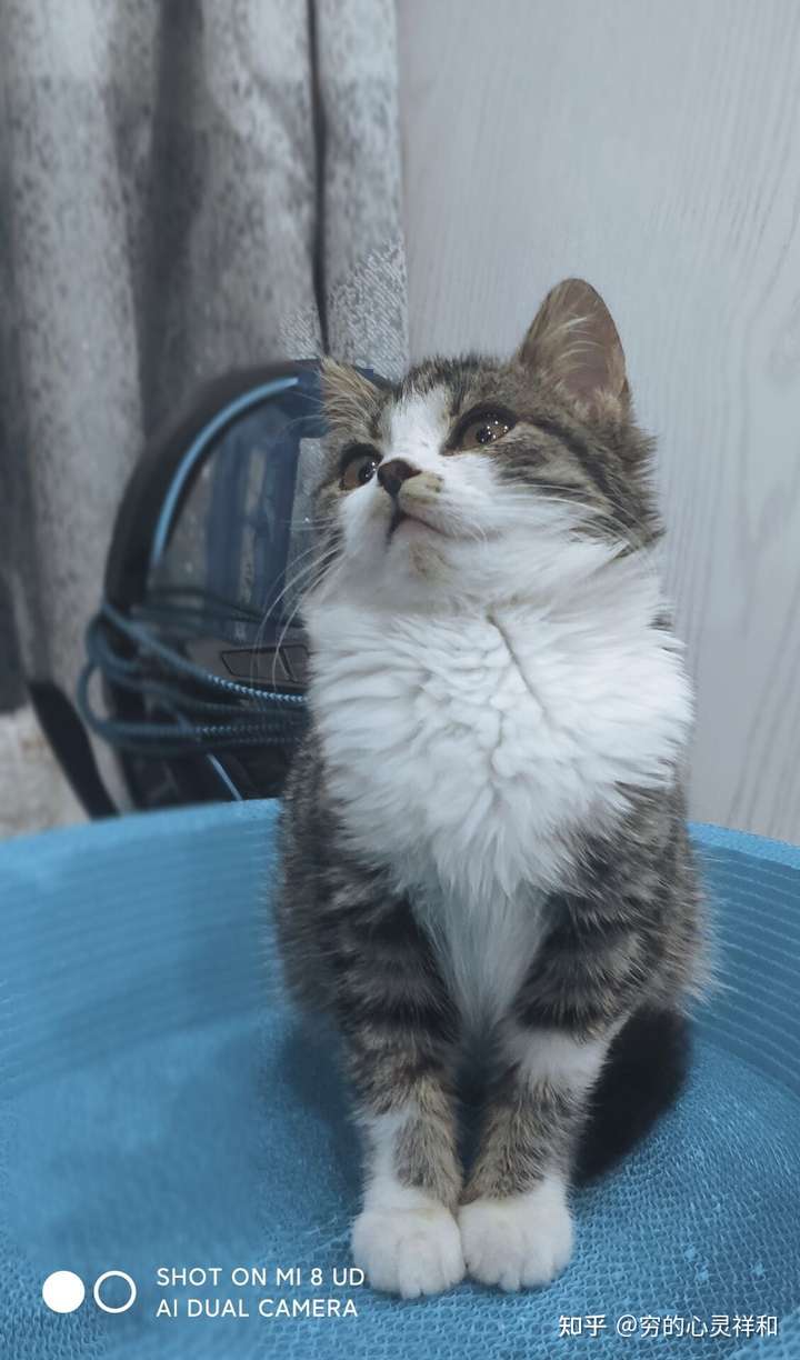 有人试过,美短与蓝猫交配吗?