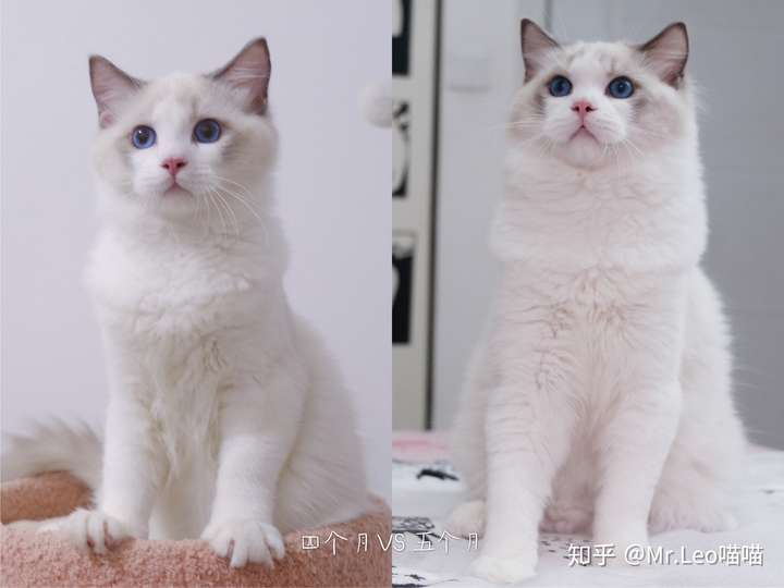 我这个布偶猫两个多月,是传统系吗?13000买来的品相如何?