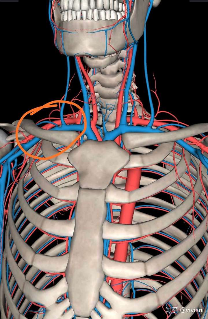 颈部的这个凸起是什么 知乎