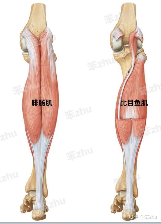 主要是小腿后侧的三块肌肉,有外层的腓肠肌(2块肌肉)和里层的比目鱼肌