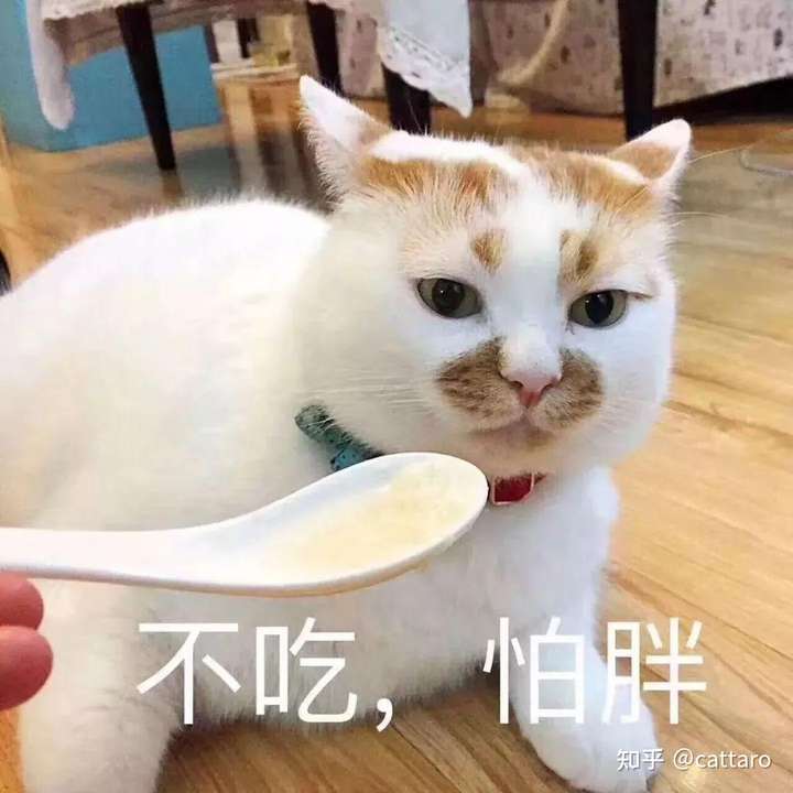 猫咪对什么吃的都不感兴趣?