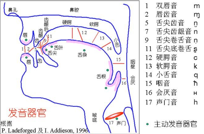 我们先来了解构音器官: 鼻腔,口腔,舌头,颚部,牙齿.