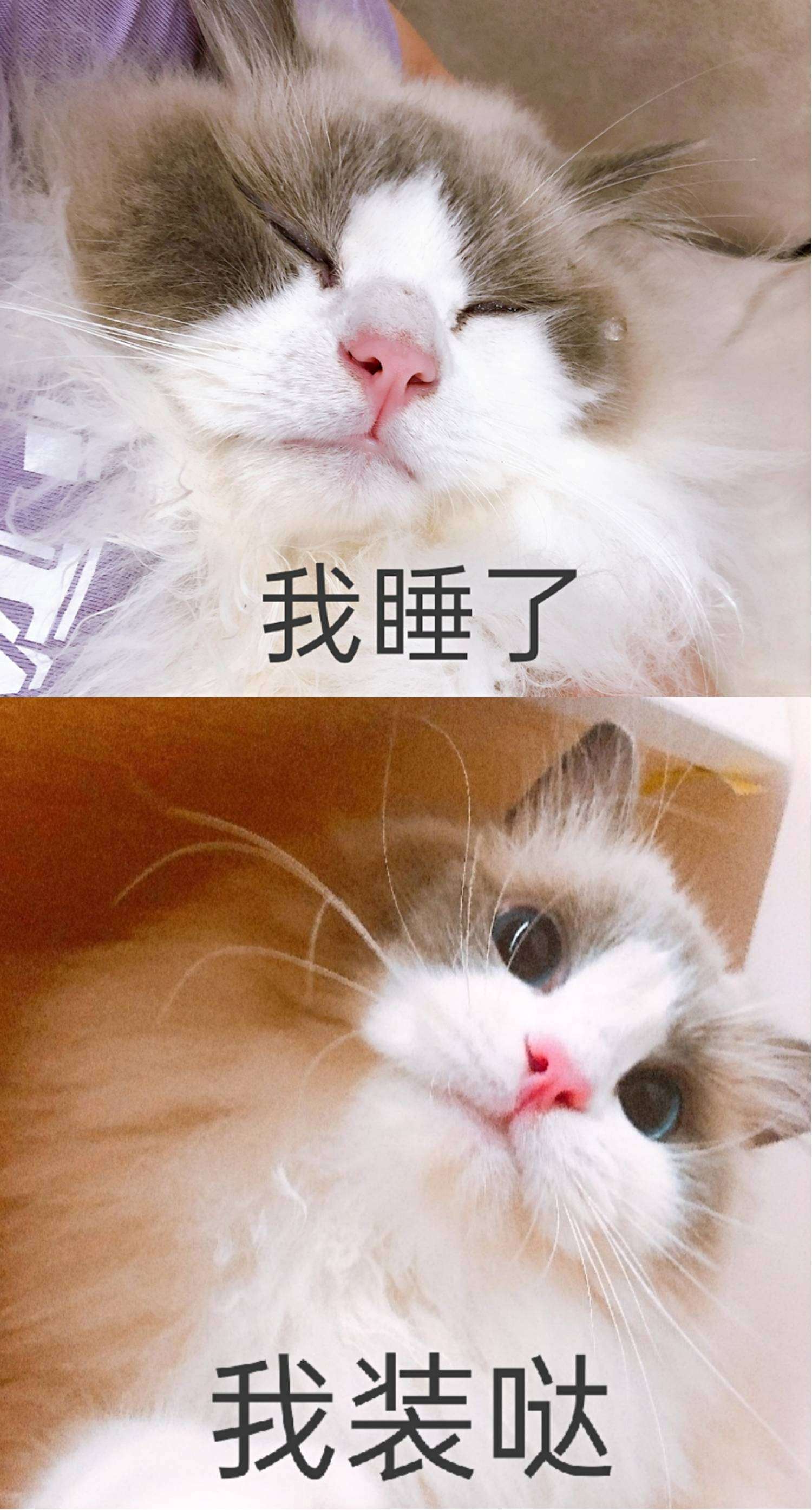 汤姆布利柏