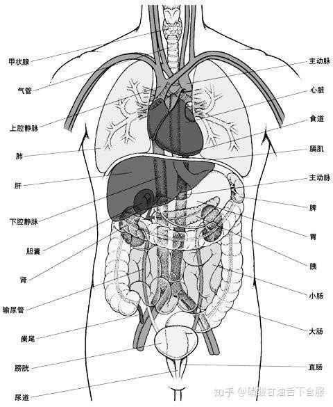 让你观察里面的脏器 3dbody 女性腹腔和男性没有差别,但盆腔不一样.