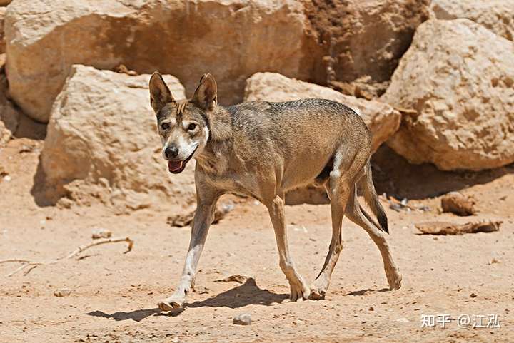 2005年第三版),其中最小的亚种是阿拉伯狼( canis lupus arabs)