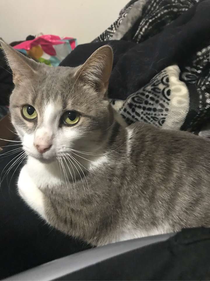 被猫踩奶是一种什么样的体验?