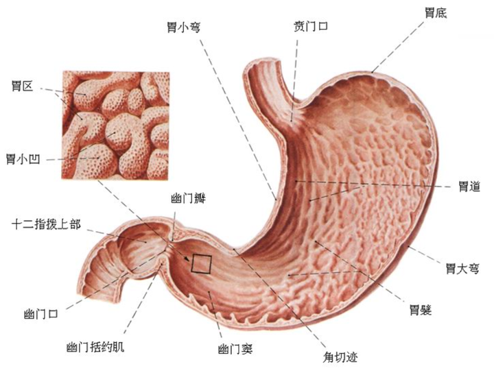 胃的结构