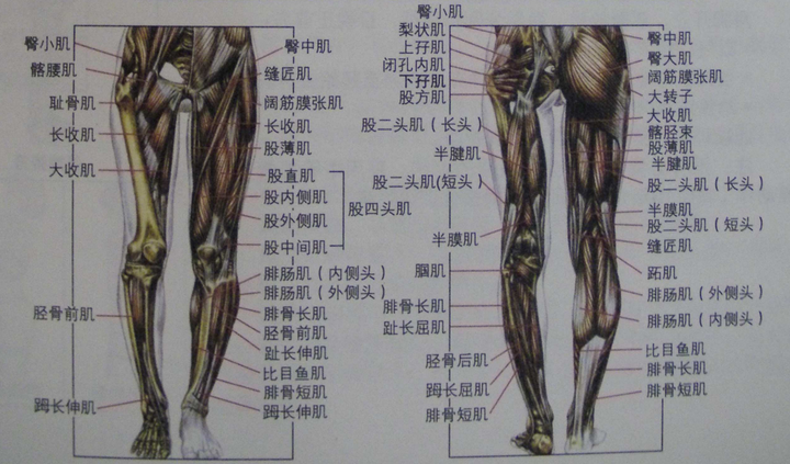 (1)腿部肌群的分类 腿部肌群主要可以分为两大类,分别是 大腿肌群