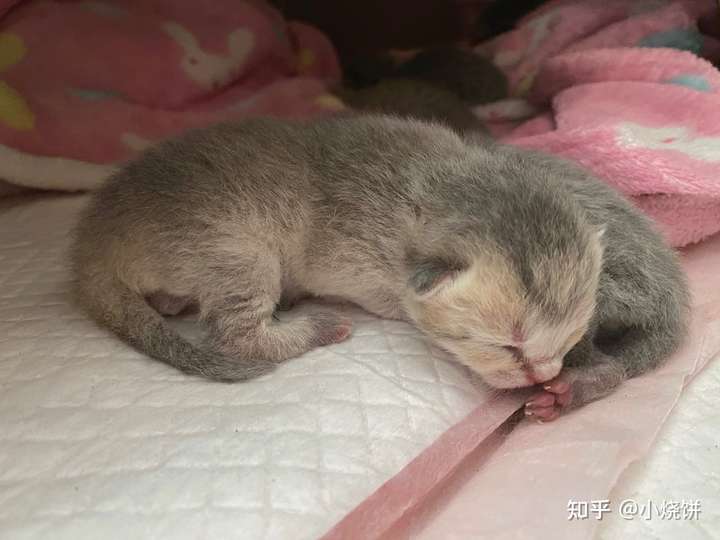 为什么说蓝猫和金渐层的孩子是串?