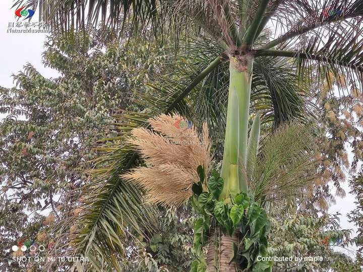 请问这种树是椰子树还是棕榈树?