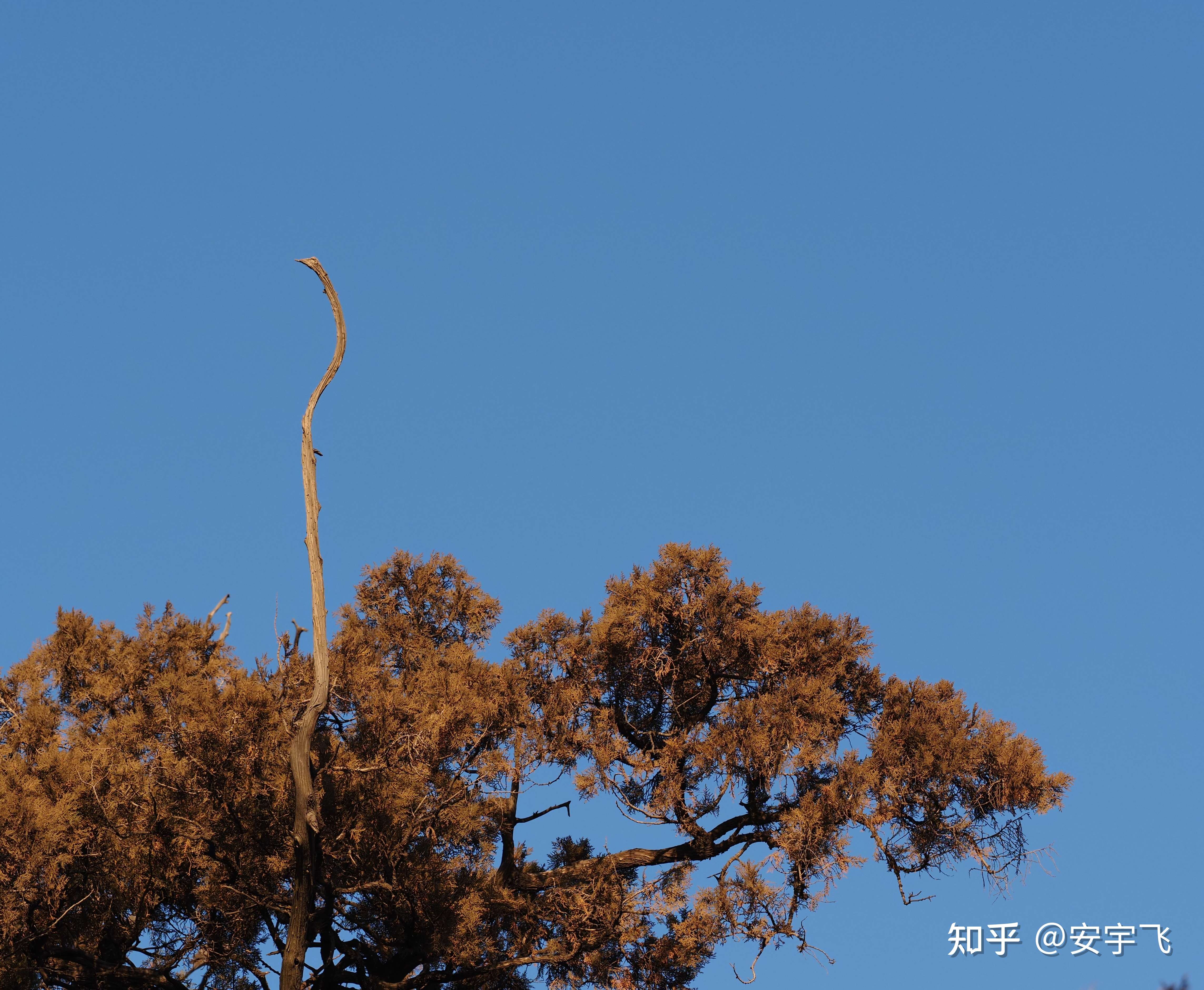 安宇飞 的想法 鹤立鸡群 知乎