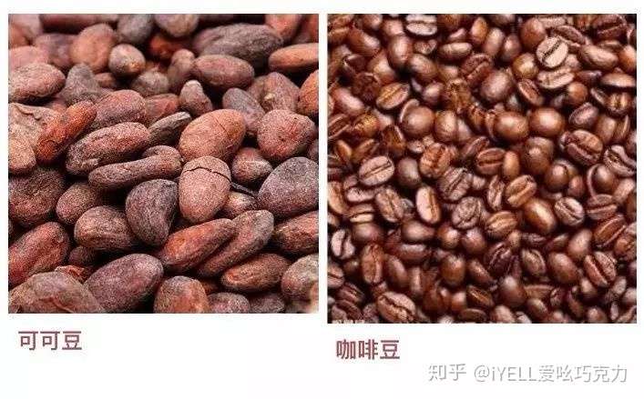 可可豆与咖啡豆的区别是什么