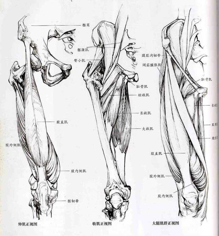 我说的是 要临摹这些带有骨骼的肌肉图例.