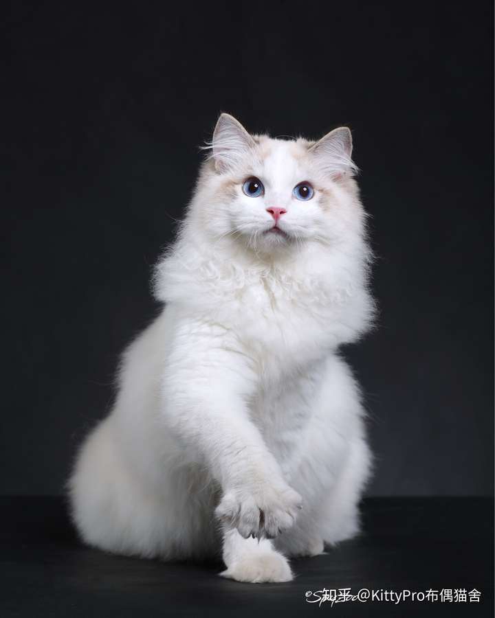 这是一只非常非常丑的失格的类似布偶猫的猫.而且父母也是失格的.