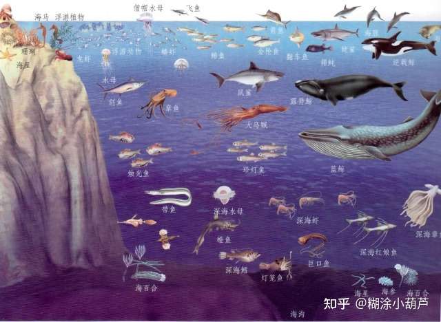 海洋生物垂直分布图