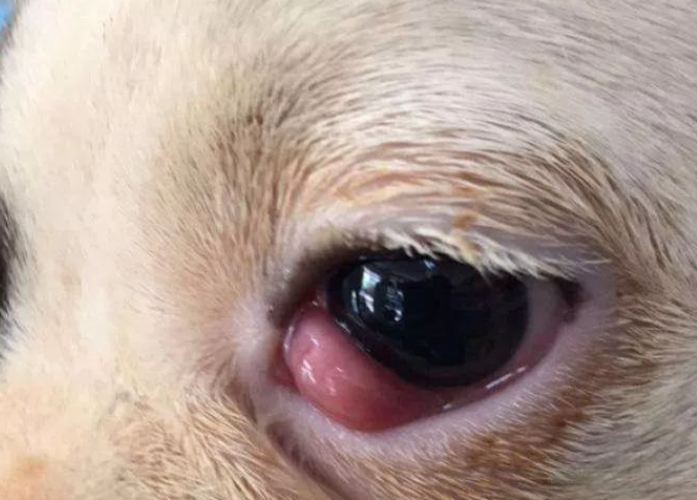 狗狗眼睛是长了什么东西?