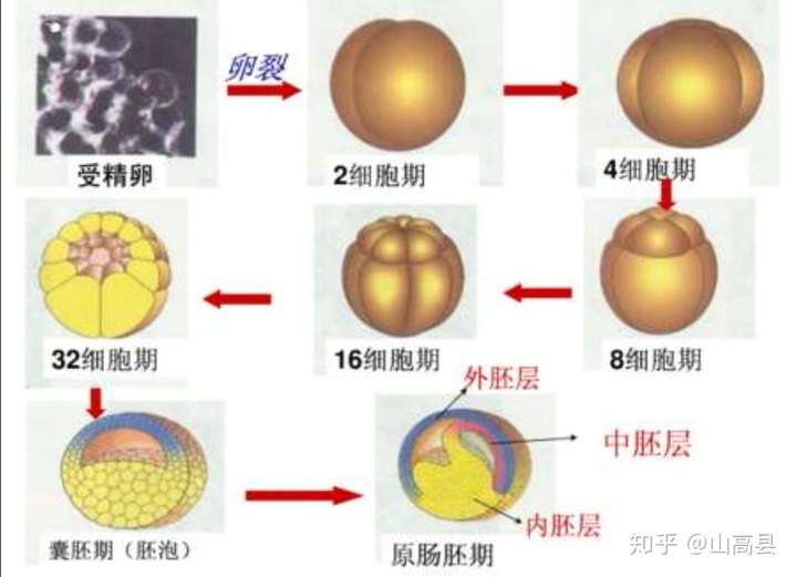 囊胚和原肠胚也是个球,其实也可以再叠加进行"胚裂",再形成一个更大的