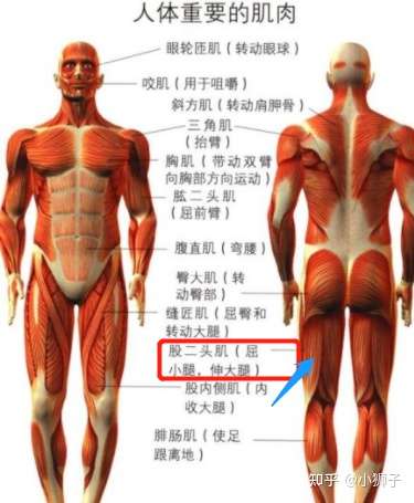 使用划船机后大腿根疼是因为动作不到位吗