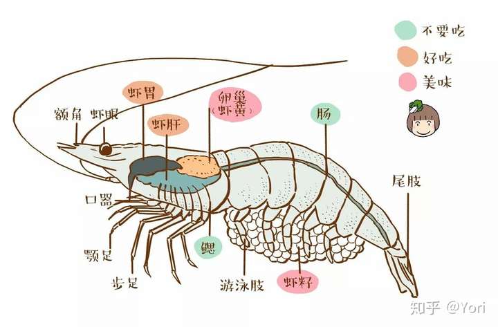 我们吃的虾肉里面有什么器官吗?