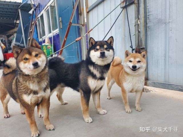 柴犬小体是什么意思?