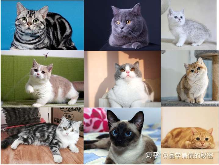 养宠物的话,狗和猫哪个比较好?